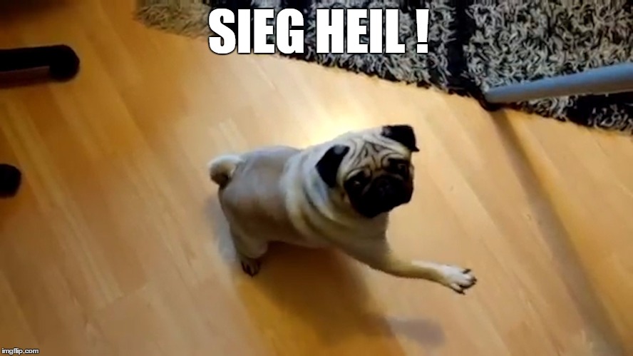 Nazi Pug | SIEG HEIL ! | image tagged in nazi,pug,dog | made w/ Imgflip meme maker