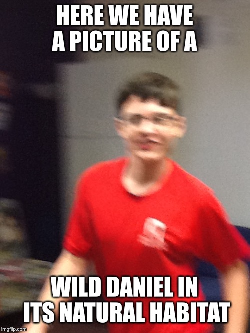 HERE WE HAVE A PICTURE OF A; WILD DANIEL IN ITS NATURAL HABITAT | image tagged in daniel | made w/ Imgflip meme maker