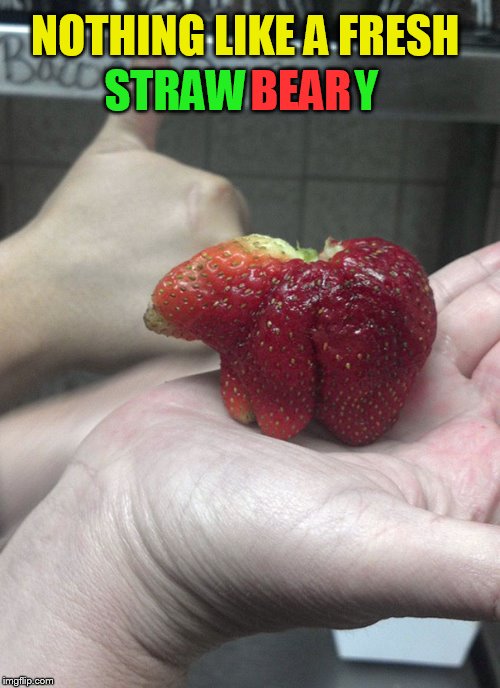STRAW; Y; NOTHING LIKE A FRESH; BEAR | made w/ Imgflip meme maker