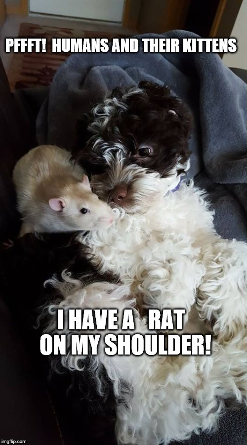 Shoulder Rat | PFFFT!  HUMANS AND THEIR KITTENS; I HAVE A   RAT  ON MY SHOULDER! | image tagged in shoulder rat | made w/ Imgflip meme maker