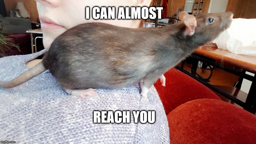 I can almost reach you | I CAN ALMOST; REACH YOU | image tagged in reaching rat | made w/ Imgflip meme maker