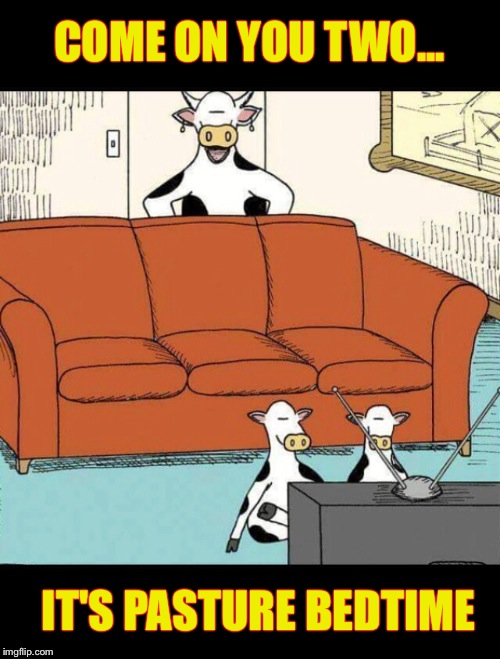 What the cows do after they come home | COME ON YOU TWO... IT'S PASTURE BEDTIME | image tagged in funny memes,featured,front page | made w/ Imgflip meme maker