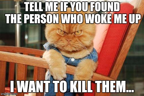 mad cat | TELL ME IF YOU FOUND THE PERSON WHO WOKE ME UP; I WANT TO KILL THEM... | image tagged in mad cat | made w/ Imgflip meme maker