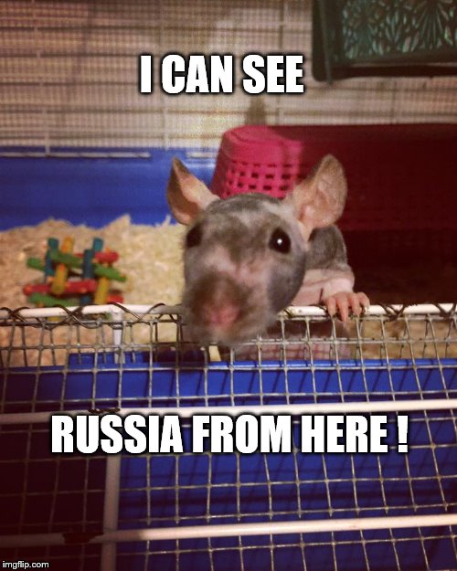 I can see Russia too | I CAN SEE; RUSSIA FROM HERE ! | image tagged in see russia | made w/ Imgflip meme maker