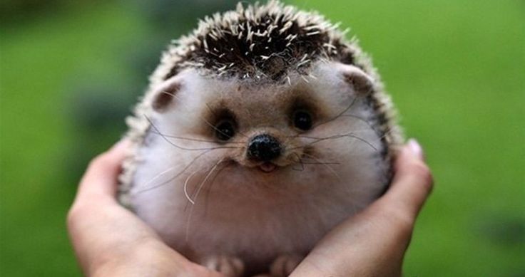 Happy Hedgehog Blank Meme Template