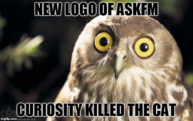 owl thing | NEW LOGO OF ASKFM; CURIOSITY KILLED THE CAT | image tagged in owl thing | made w/ Imgflip meme maker