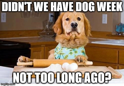 DIDN'T WE HAVE DOG WEEK NOT TOO LONG AGO? | made w/ Imgflip meme maker