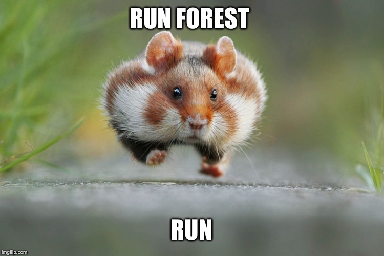 RUN FOREST; RUN | image tagged in funny | made w/ Imgflip meme maker
