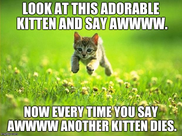 Every time I smile God Kills a Kitten |  LOOK AT THIS ADORABLE KITTEN AND SAY AWWWW. NOW EVERY TIME YOU SAY AWWWW ANOTHER KITTEN DIES. | image tagged in every time i smile god kills a kitten | made w/ Imgflip meme maker