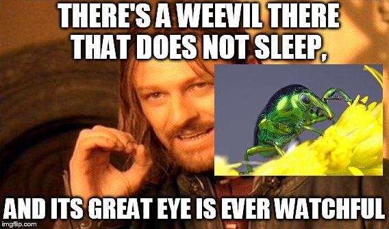 One Does Not Simply | THERE'S A WEEVIL THERE THAT DOES NOT SLEEP, AND ITS GREAT EYE IS EVER WATCHFUL | image tagged in memes,one does not simply | made w/ Imgflip meme maker