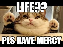 Fat cat | LIFE?? PLS HAVE MERCY | image tagged in fat cat | made w/ Imgflip meme maker