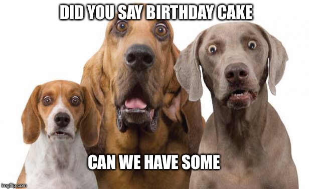 shocked dogs | DID YOU SAY BIRTHDAY CAKE; CAN WE HAVE SOME | image tagged in shocked dogs | made w/ Imgflip meme maker