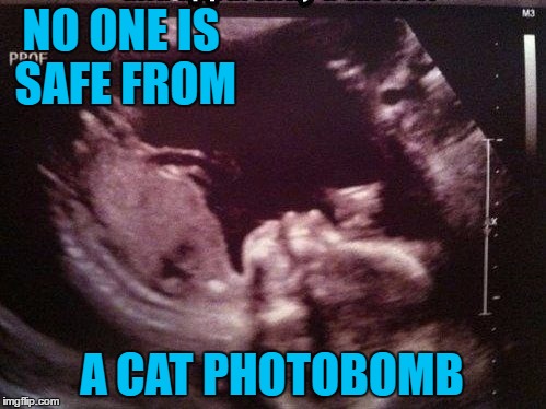 I'm sure there's a logical explanation of how the cat got in there!!! |  NO ONE IS SAFE FROM; A CAT PHOTOBOMB | image tagged in fetus cat ultrasound,memes,cats,funny,animals,ultrasound | made w/ Imgflip meme maker