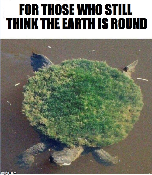 View From Space | FOR THOSE WHO STILL THINK THE EARTH IS ROUND | image tagged in flat earth,turtle | made w/ Imgflip meme maker