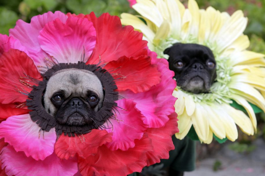 Flower Dogs Blank Meme Template