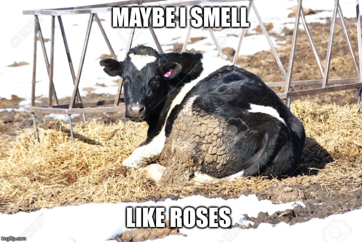 MAYBE I SMELL; LIKE ROSES | image tagged in cow | made w/ Imgflip meme maker