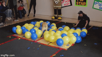 Pop balloon dog game