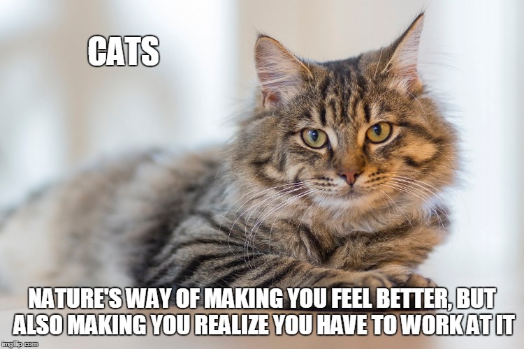 CATS NATURE'S WAY OF MAKING YOU FEEL BETTER, BUT ALSO MAKING YOU REALIZE YOU HAVE TO WORK AT IT | made w/ Imgflip meme maker