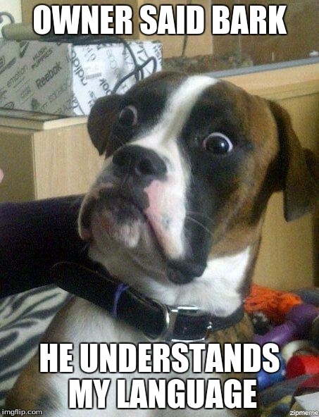 Funny Dog |  OWNER SAID BARK; HE UNDERSTANDS MY LANGUAGE | image tagged in funny dog | made w/ Imgflip meme maker
