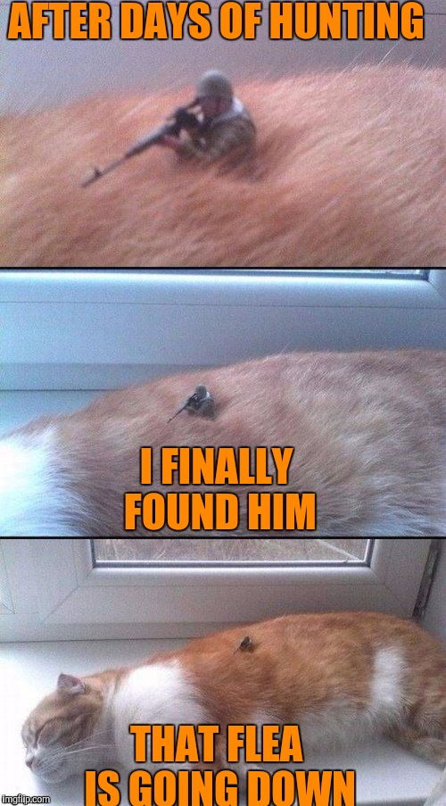 When flea and tick collars aren't doing the trick, call in the snipers | AFTER DAYS OF HUNTING; I FINALLY FOUND HIM; THAT FLEA IS GOING DOWN | image tagged in memes,cats,funny,sniper | made w/ Imgflip meme maker
