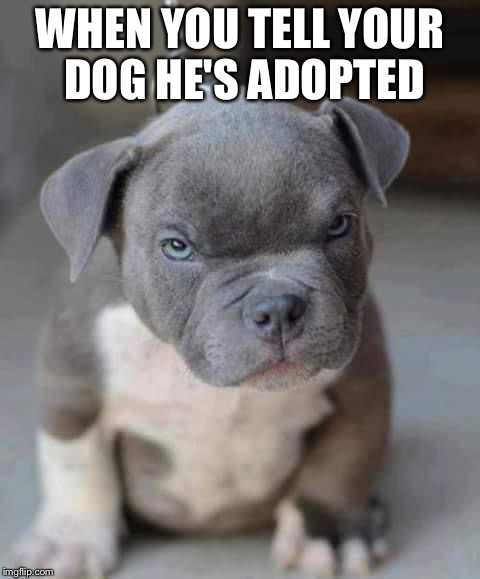 angry dog  | WHEN YOU TELL YOUR DOG HE'S ADOPTED | image tagged in angry dog | made w/ Imgflip meme maker