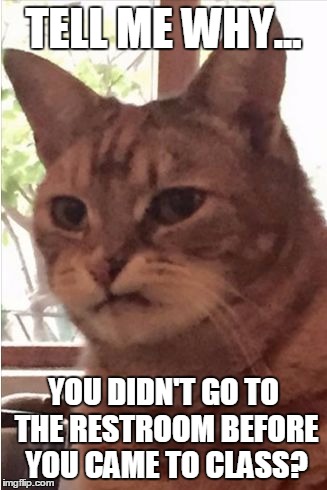 judgmental cat | TELL ME WHY... YOU DIDN'T GO TO THE RESTROOM BEFORE YOU CAME TO CLASS? | image tagged in judgmental cat | made w/ Imgflip meme maker