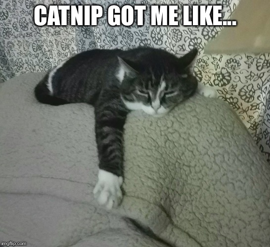 Chillin kitty cat!  | CATNIP GOT ME LIKE... | image tagged in catnip cat | made w/ Imgflip meme maker