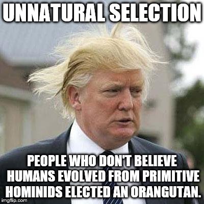 Donald Trump | UNNATURAL SELECTION; PEOPLE WHO DON'T BELIEVE HUMANS EVOLVED FROM PRIMITIVE HOMINIDS ELECTED AN ORANGUTAN. | image tagged in donald trump | made w/ Imgflip meme maker