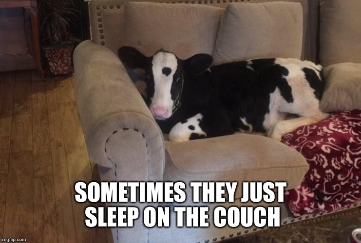 SOMETIMES THEY JUST SLEEP ON THE COUCH | made w/ Imgflip meme maker