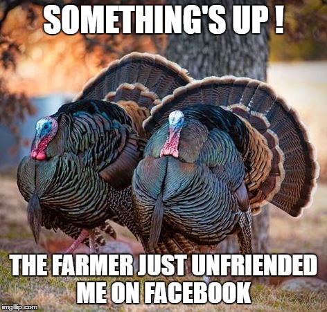 turkey talk | SOMETHING'S UP ! THE FARMER JUST UNFRIENDED ME ON FACEBOOK | image tagged in wild turkey,facebook | made w/ Imgflip meme maker