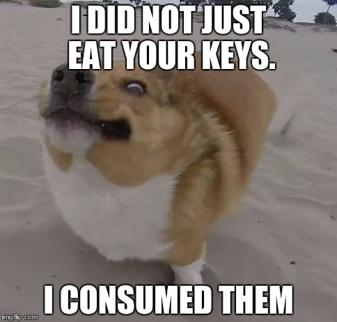Corgi Trips | I DID NOT JUST EAT YOUR KEYS. I CONSUMED THEM | image tagged in corgi trips | made w/ Imgflip meme maker