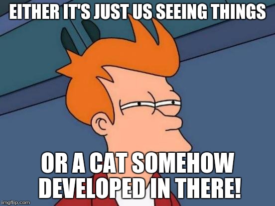 EITHER IT'S JUST US SEEING THINGS OR A CAT SOMEHOW DEVELOPED IN THERE! | image tagged in memes,futurama fry | made w/ Imgflip meme maker