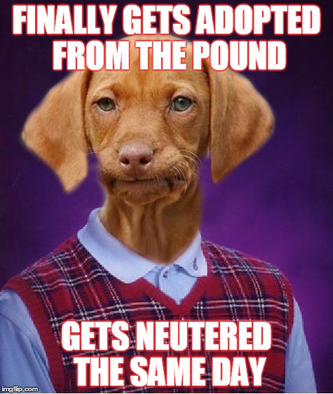 Bad Luck Raydog | FINALLY GETS ADOPTED FROM THE POUND; GETS NEUTERED THE SAME DAY | image tagged in bad luck raydog,memes | made w/ Imgflip meme maker