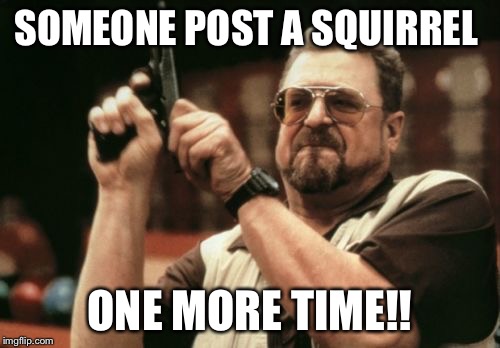 Am I The Only One Around Here | SOMEONE POST A SQUIRREL; ONE MORE TIME!! | image tagged in memes,am i the only one around here | made w/ Imgflip meme maker