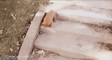 So Close... | image tagged in gifs,dogs,cute,funny | made w/ Imgflip video-to-gif maker