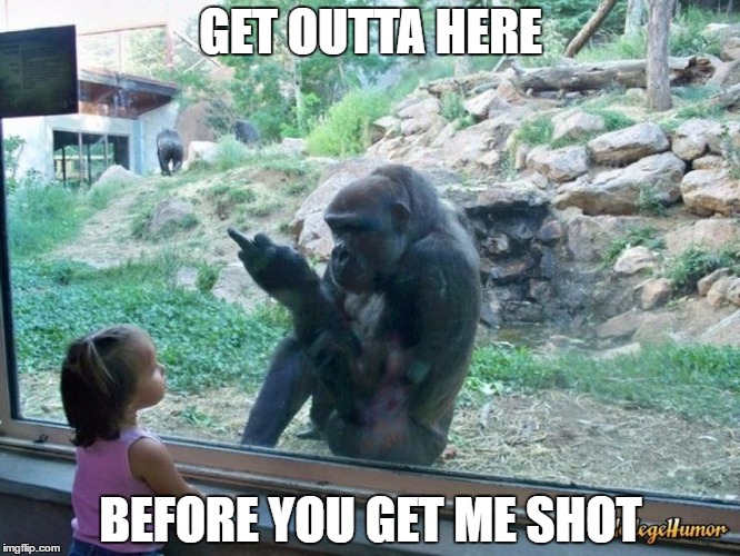 Gorilla Flipping Bird | GET OUTTA HERE; BEFORE YOU GET ME SHOT | image tagged in gorilla flipping bird | made w/ Imgflip meme maker