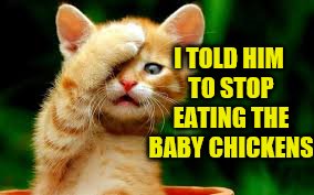 I TOLD HIM TO STOP EATING THE BABY CHICKENS | made w/ Imgflip meme maker
