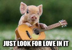 DMB Pig | JUST LOOK FOR LOVE IN IT | image tagged in dmb,dave matthews band,pig,just look for love in it,love | made w/ Imgflip meme maker