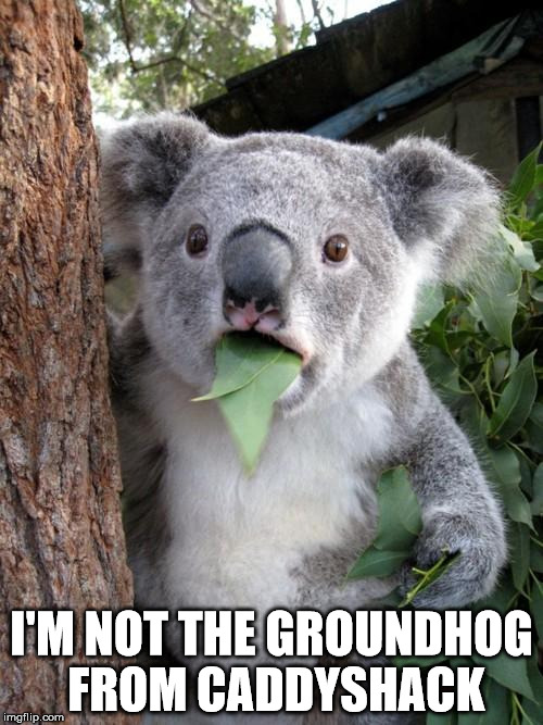 Surprised Koala Meme | I'M NOT THE GROUNDHOG FROM CADDYSHACK | image tagged in memes,surprised koala | made w/ Imgflip meme maker