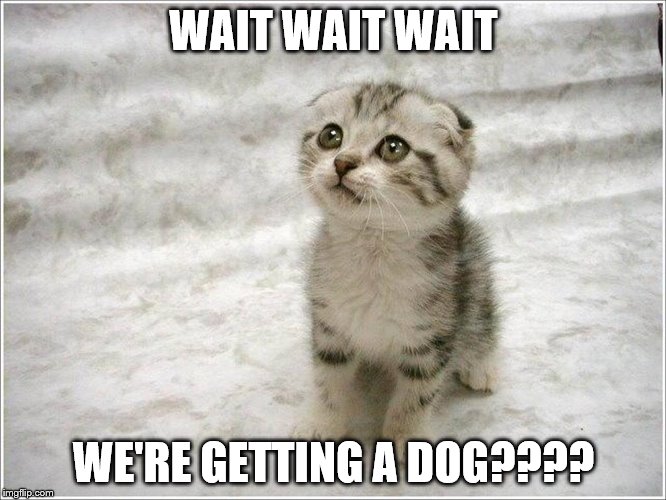 cute confused kitty | WAIT WAIT WAIT; WE'RE GETTING A DOG???? | image tagged in kitty,cat | made w/ Imgflip meme maker