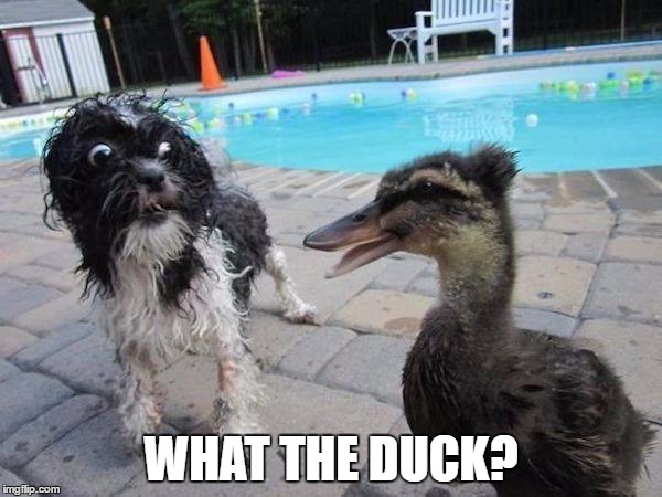 What the DUCK | WHAT THE DUCK? | image tagged in fuck,duck | made w/ Imgflip meme maker