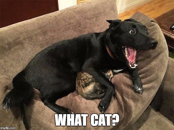 What cat? | WHAT CAT? | image tagged in cat,dog | made w/ Imgflip meme maker