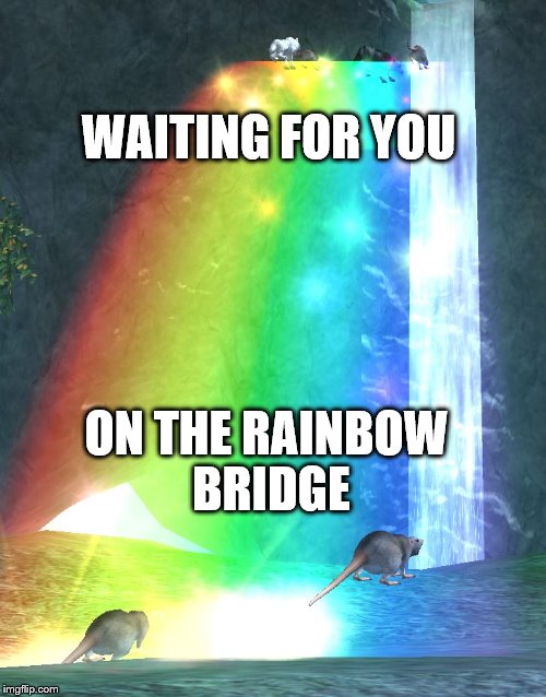 Rainbow Bridge  | WAITING FOR YOU; ON THE RAINBOW BRIDGE | image tagged in rainbow bridge | made w/ Imgflip meme maker