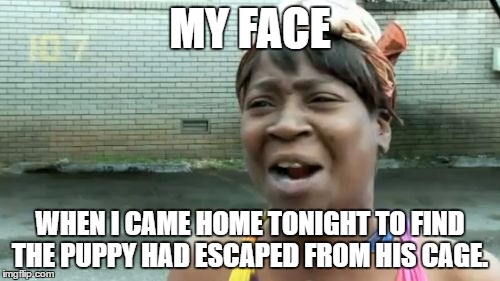Ain't Nobody Got Time For That Meme | MY FACE; WHEN I CAME HOME TONIGHT TO FIND THE PUPPY HAD ESCAPED FROM HIS CAGE. | image tagged in memes,aint nobody got time for that | made w/ Imgflip meme maker