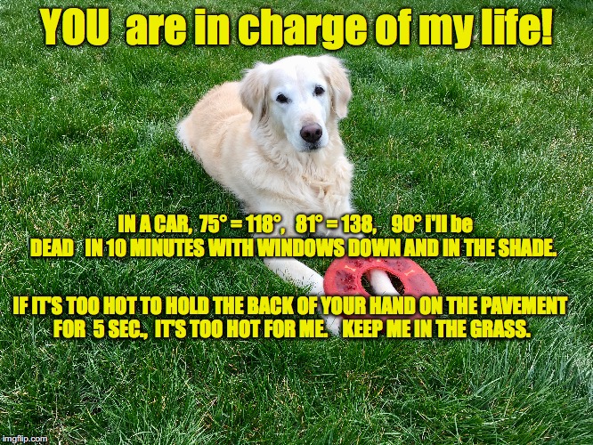HOT CAR AND DOG | YOU  are in charge of my life! IN A CAR,  75° = 118°,   81° = 138,


 90° i'll be DEAD   IN 10 MINUTES WITH WINDOWS DOWN AND IN THE SHADE. IF IT'S TOO HOT TO HOLD THE BACK OF YOUR HAND ON THE PAVEMENT FOR  5 SEC.,  IT'S TOO HOT FOR ME.    KEEP ME IN THE GRASS. | image tagged in dog in car | made w/ Imgflip meme maker