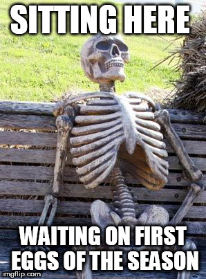 Waiting Skeleton | SITTING HERE; WAITING ON FIRST EGGS OF THE SEASON | image tagged in memes,waiting skeleton | made w/ Imgflip meme maker