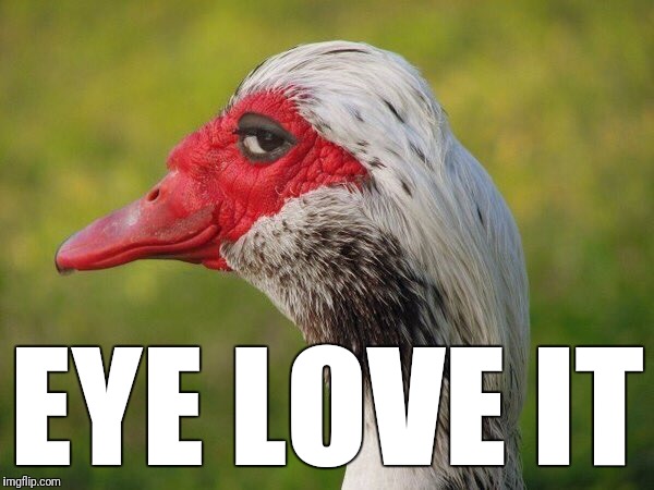 EYE LOVE IT | made w/ Imgflip meme maker