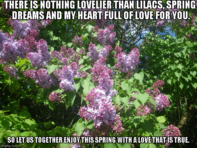 Spring Dreams | THERE IS NOTHING LOVELIER THAN LILACS, SPRING DREAMS AND MY HEART FULL OF LOVE FOR YOU. SO LET US TOGETHER ENJOY THIS SPRING WITH A LOVE THAT IS TRUE. | image tagged in spring dreams,lilacs,love,hearts | made w/ Imgflip meme maker