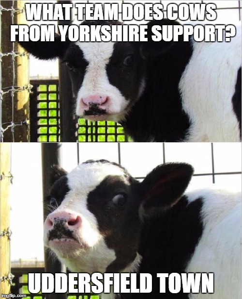 cows | WHAT TEAM DOES COWS FROM YORKSHIRE SUPPORT? UDDERSFIELD TOWN | image tagged in cows | made w/ Imgflip meme maker