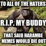 image tagged in harambe,1year,george of the  jungle | made w/ Imgflip meme maker